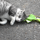A zoned-out cat lying next to some silver vine leaves.